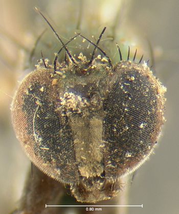 Media type: image;   Entomology 12991 Aspect: head frontal view